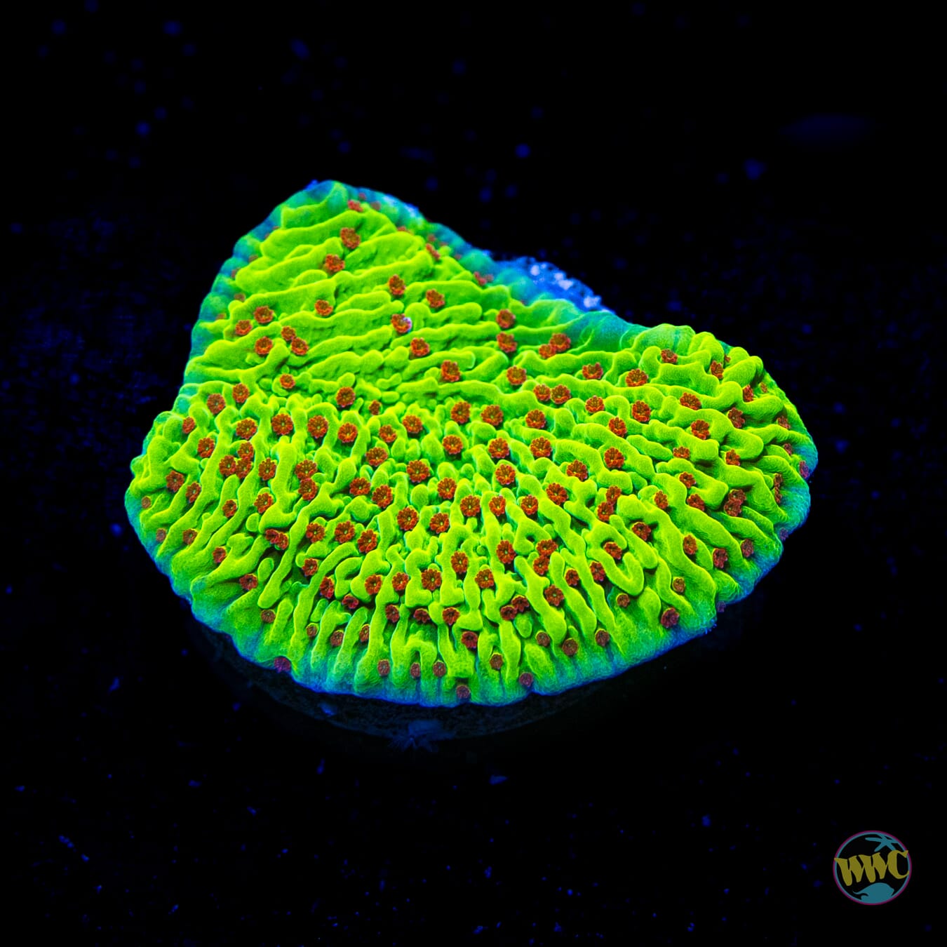 WWC Cousin Eddie's Toxic Montipora