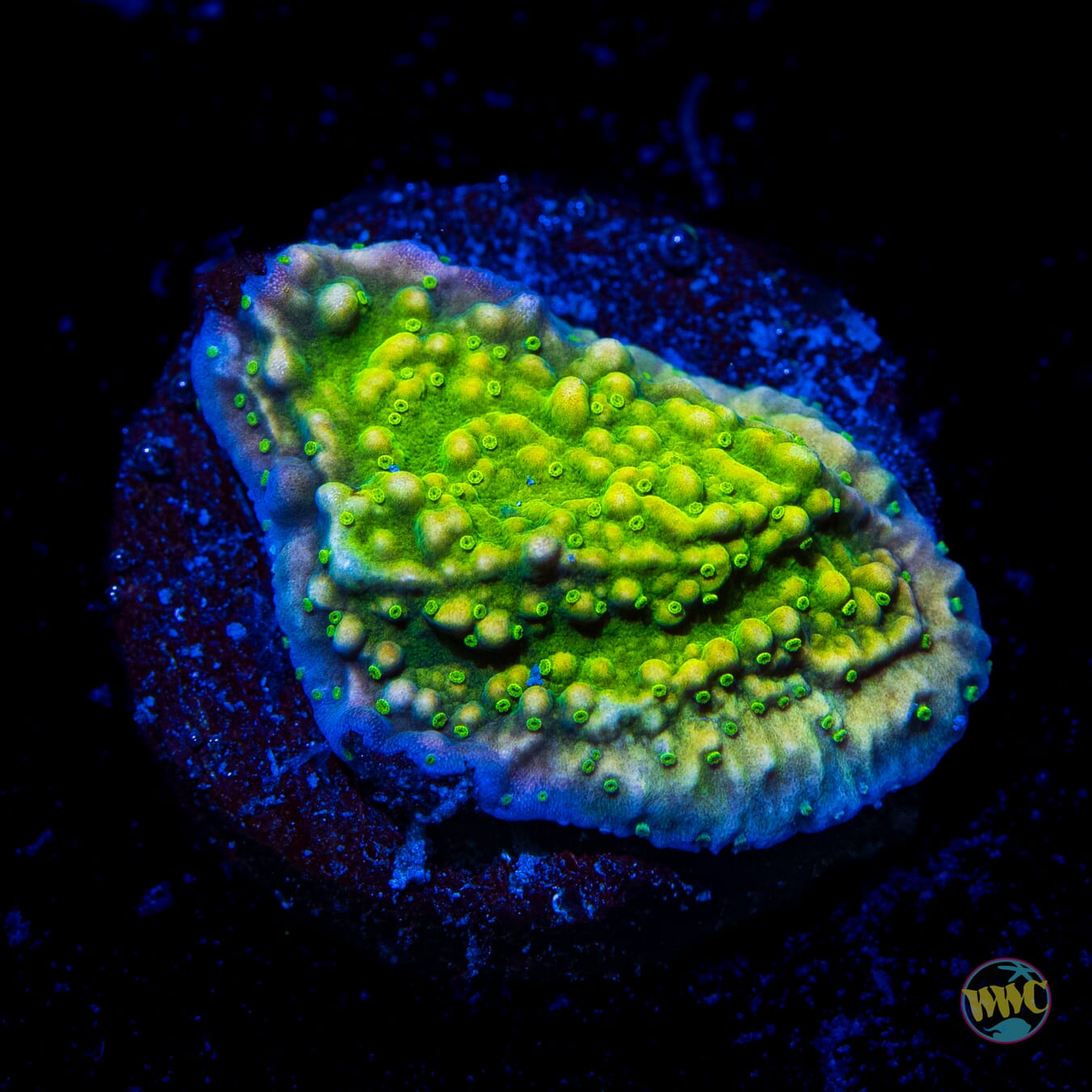 WWC Money Shot Montipora