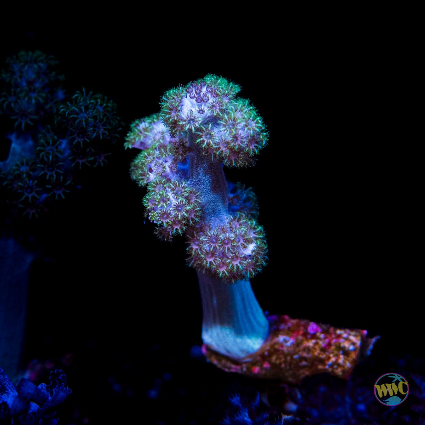 WWC Solomon Hairy Leather