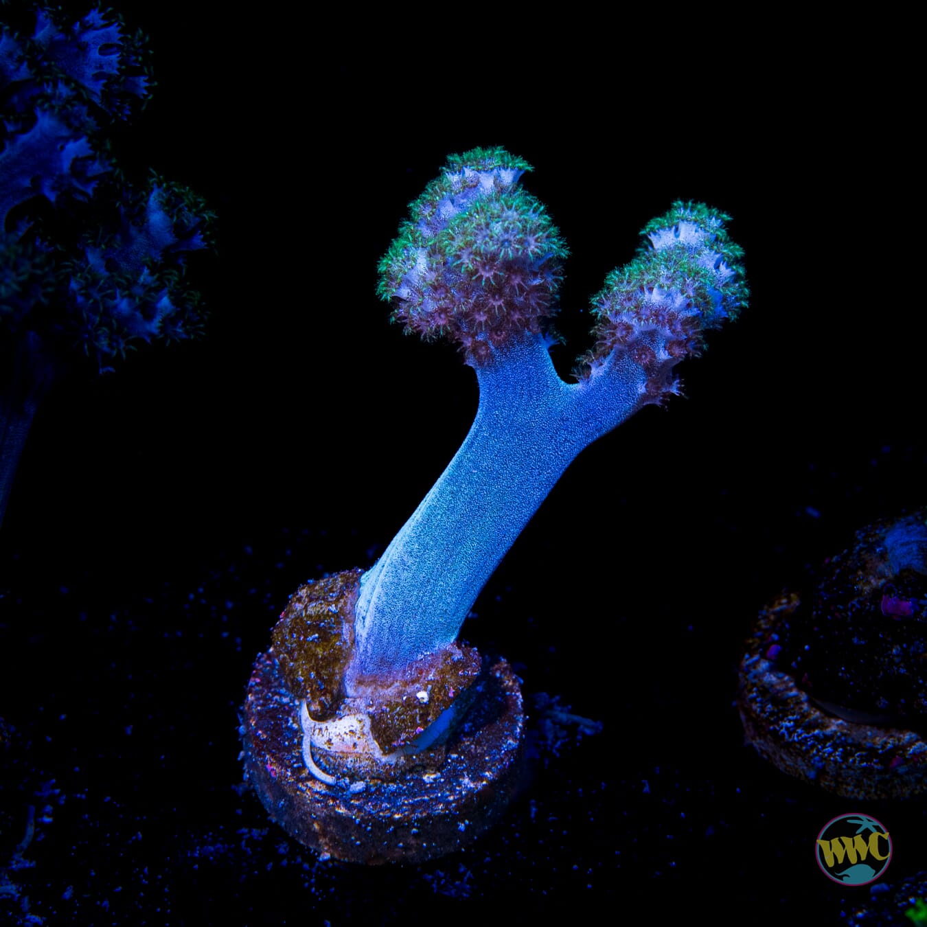 WWC Solomon Hairy Leather