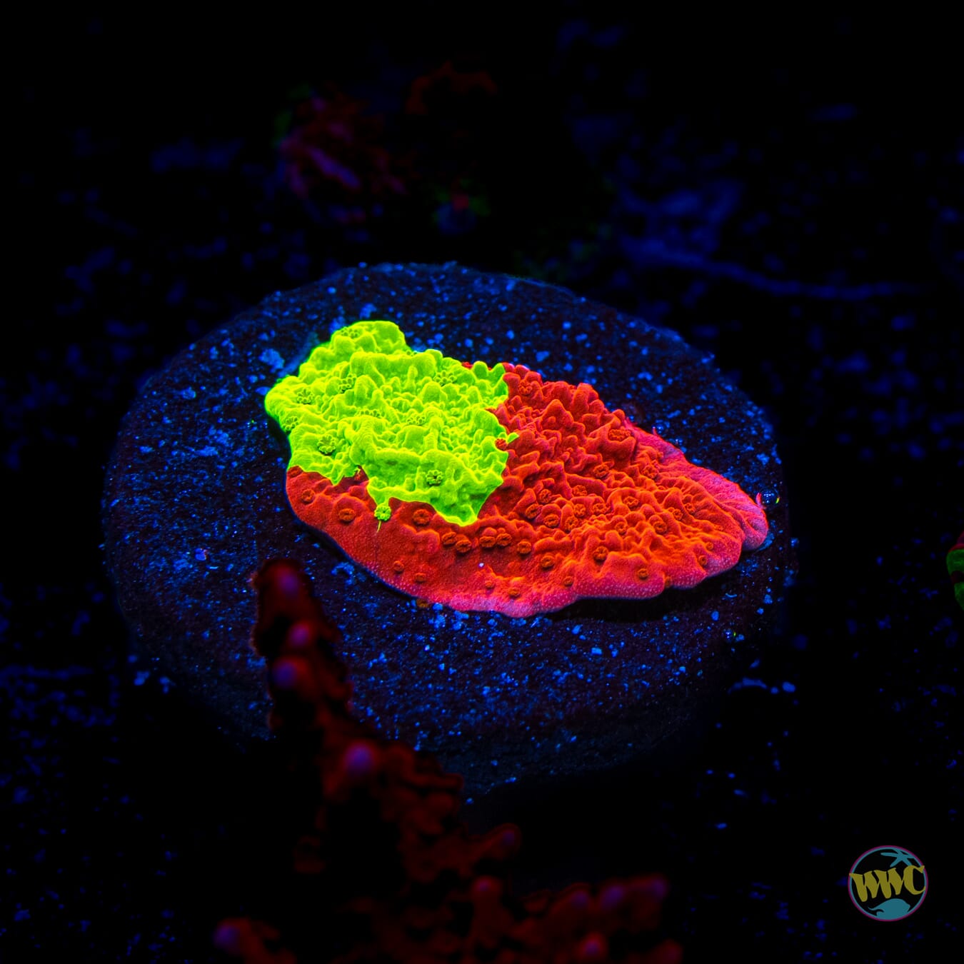 WWC Jaw Breaker Grafted Montipora