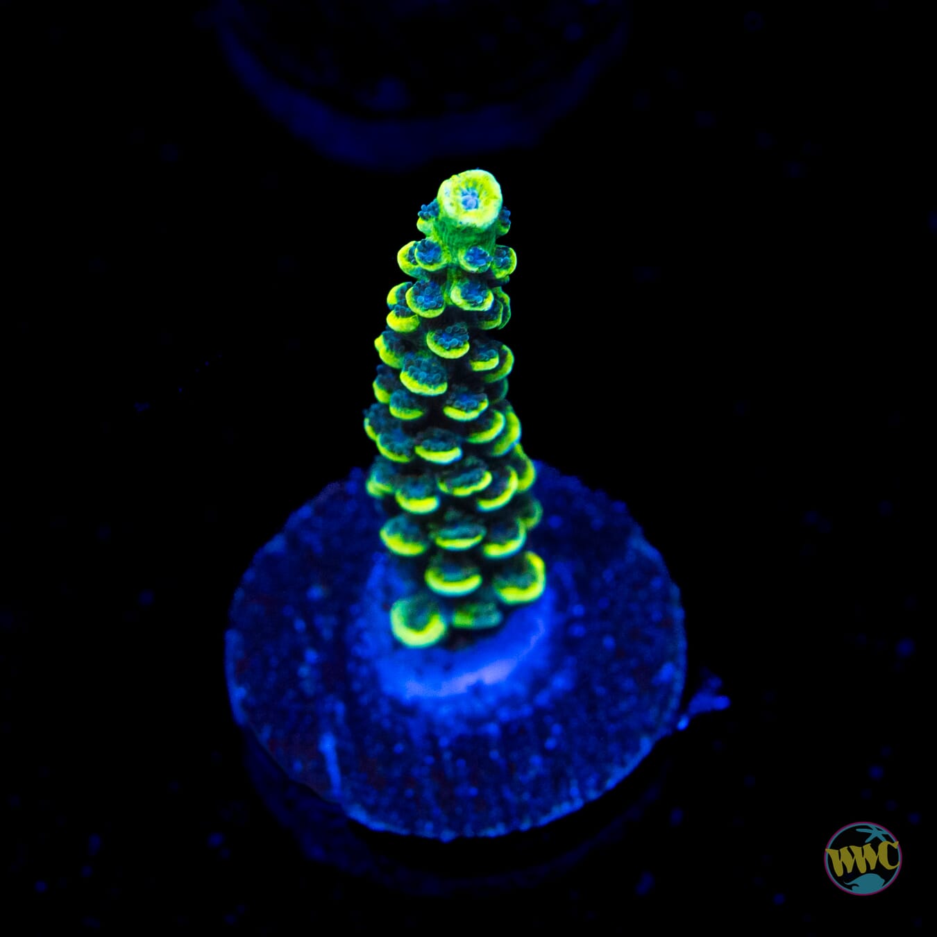 WWC Silver Surfer Acropora