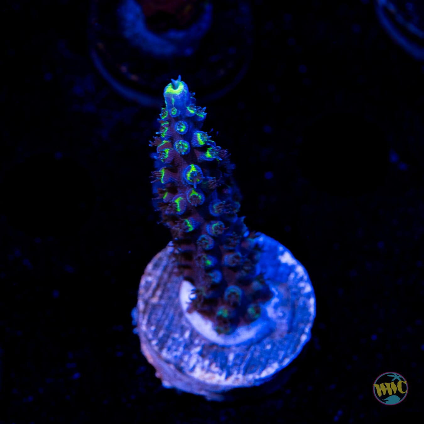 Ultimate Stag Acropora