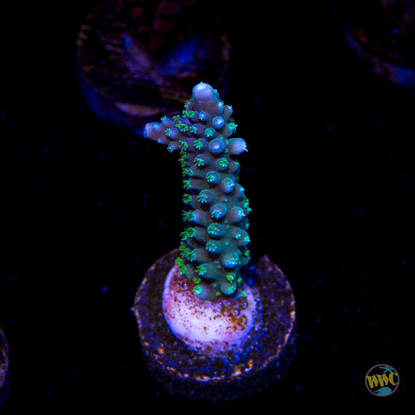 WWC Blue Lightning Stag Acropora