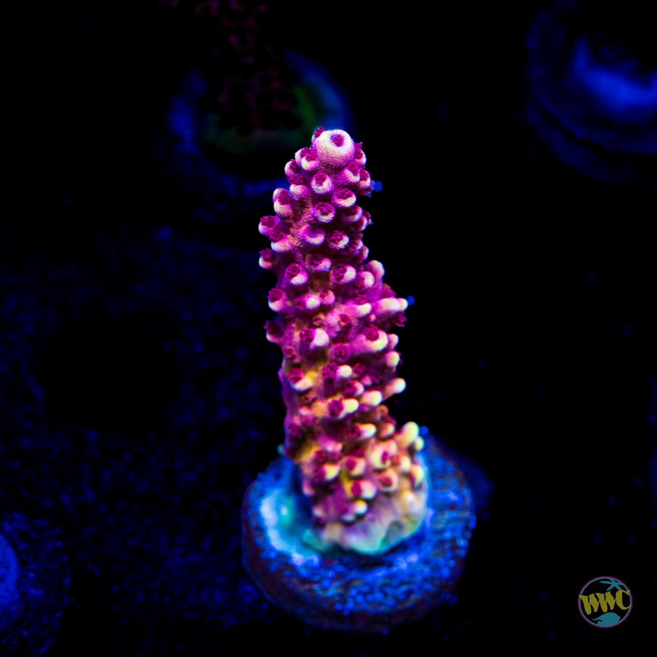 WWC Terra Red Acropora