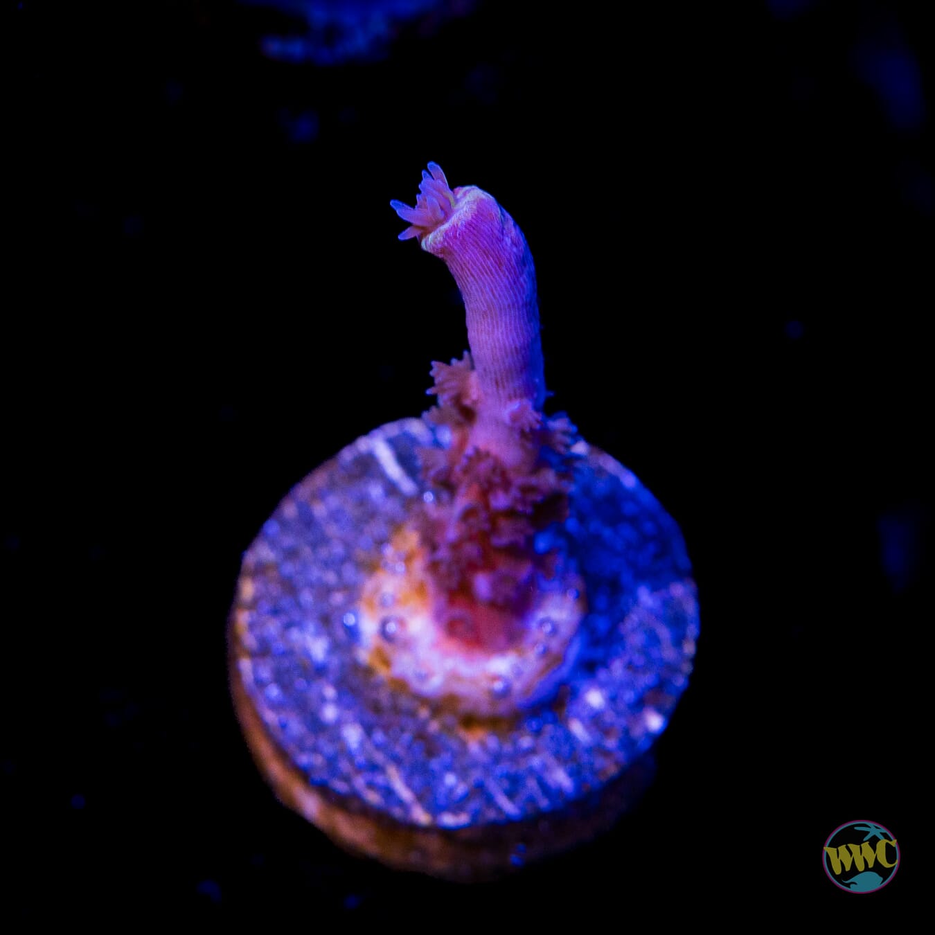 Jason Fox Papa Smurf Tenuis Acropora