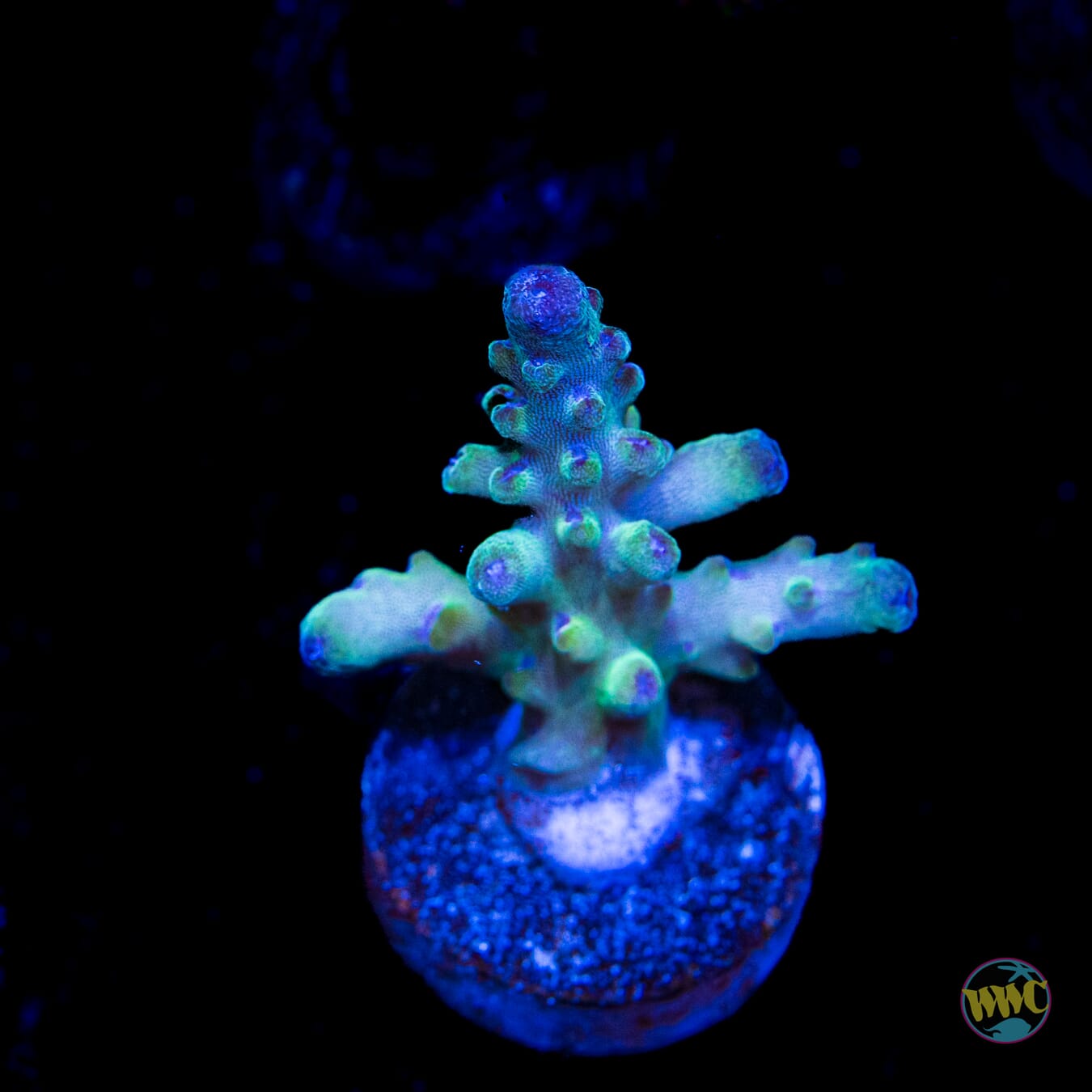 WWC Smokey Mountain Granulosa Acropora