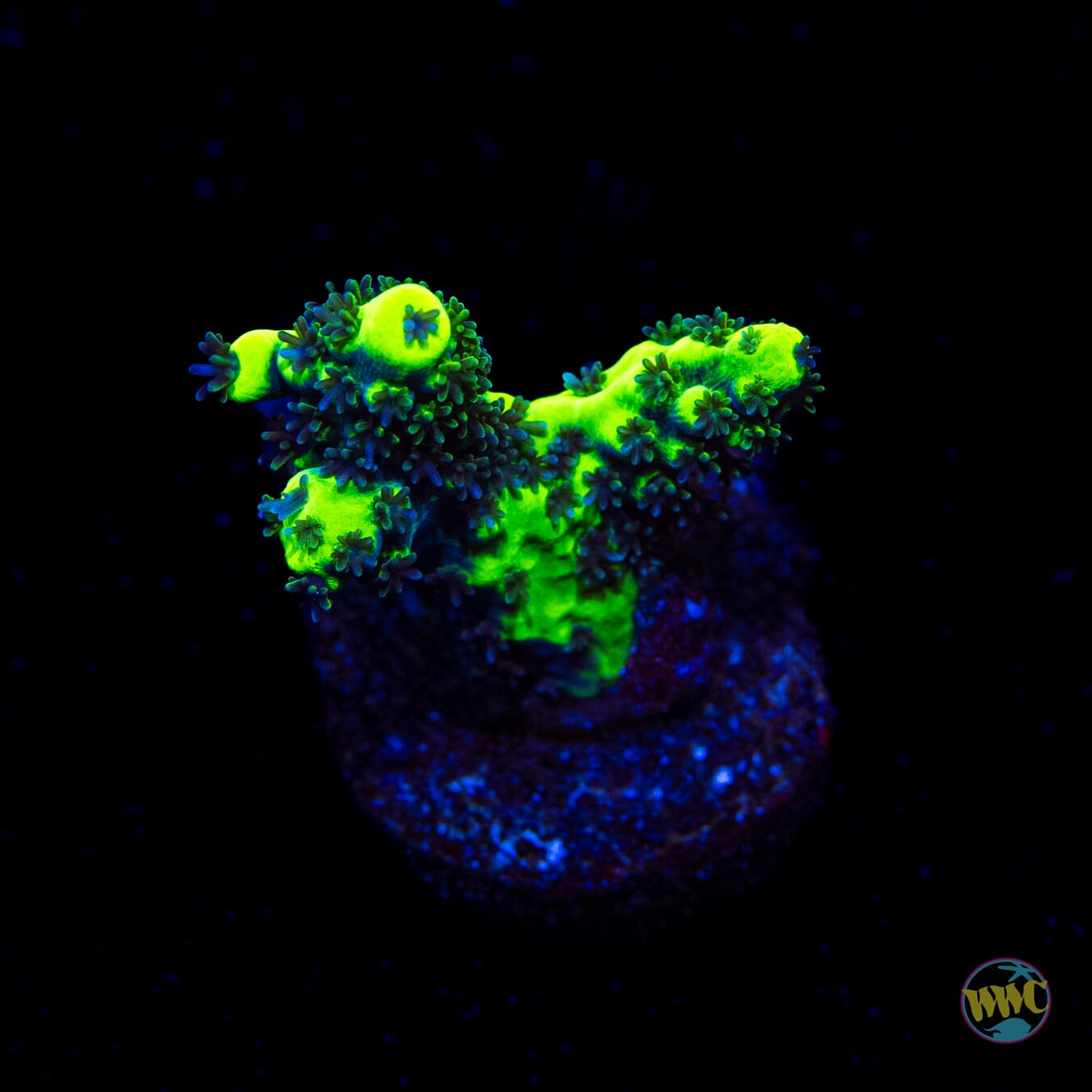 WWC Shark Bite Acropora