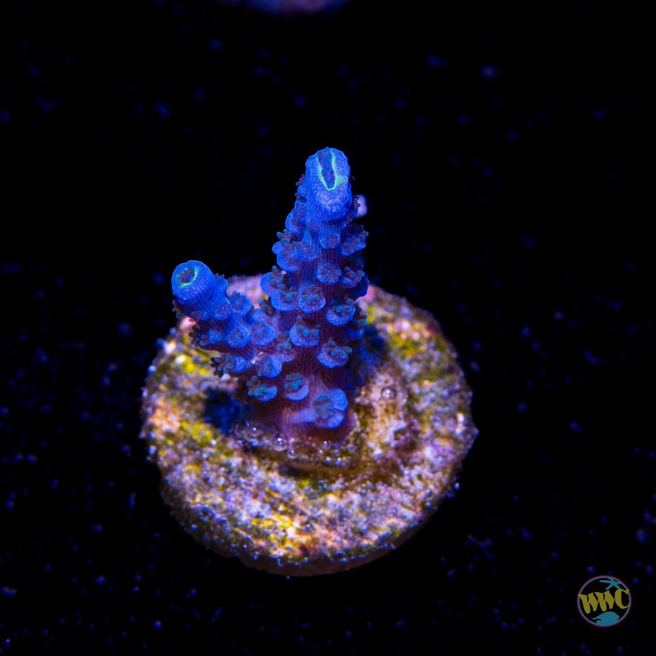 WWC Cobalt Tenuis Acropora