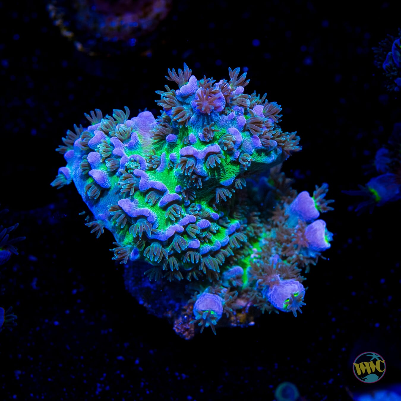 WWC New Frontier Tenuis Acropora