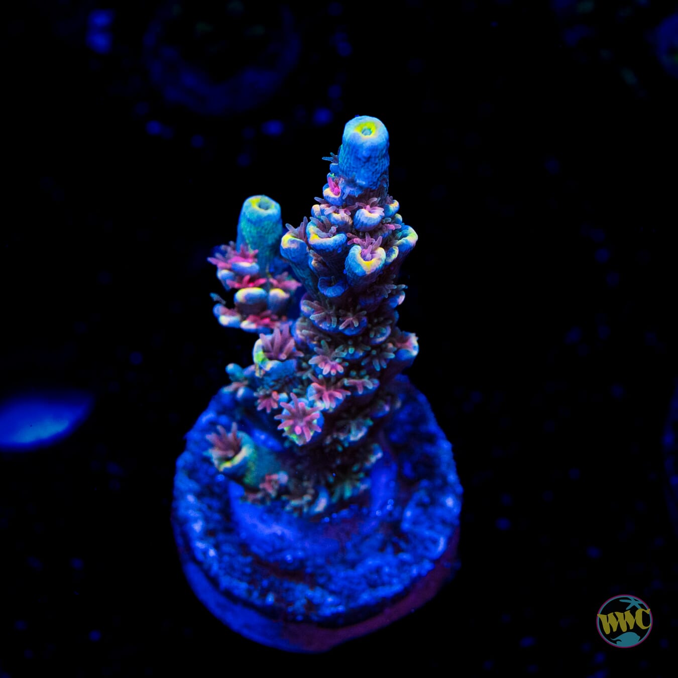 WWC Malibu Surfer Acropora