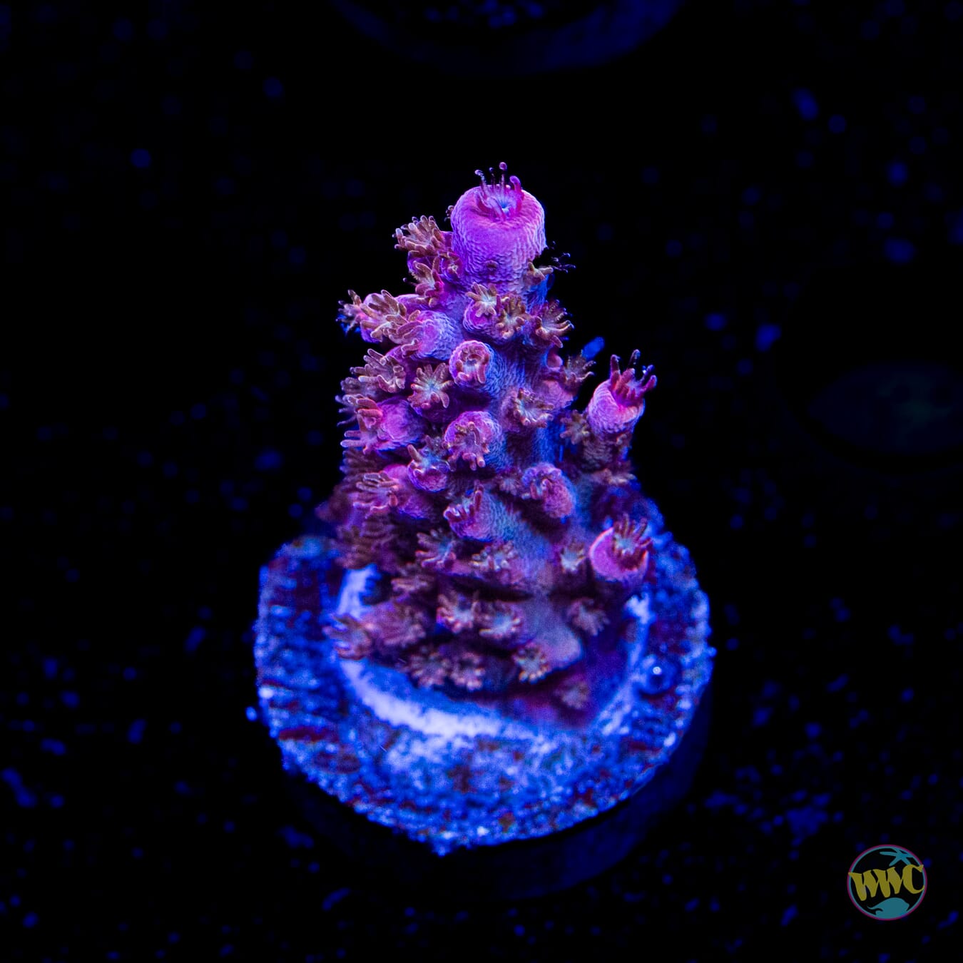 WWC Spyroz Acropora