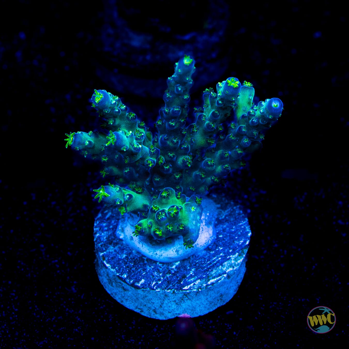 WWC Aussie Special Acropora