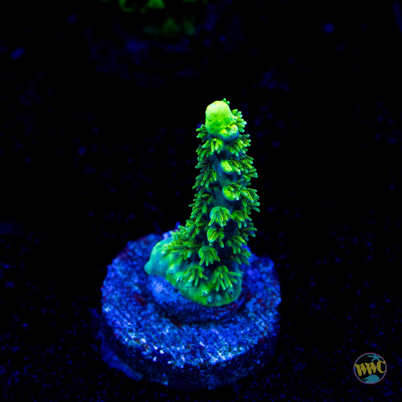 ORA Purple Plasma Acropora