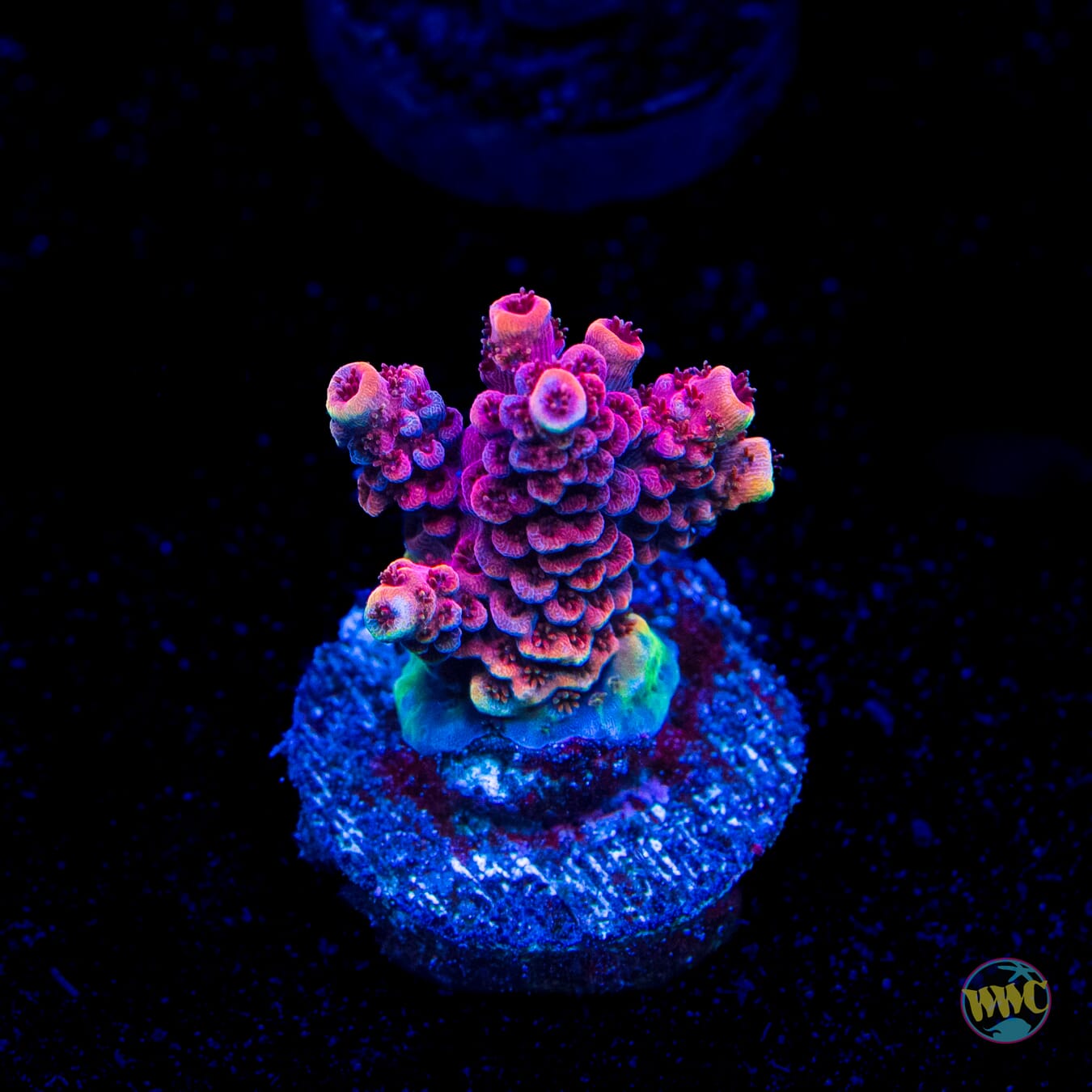 WWC Marmalade Melody Acropora