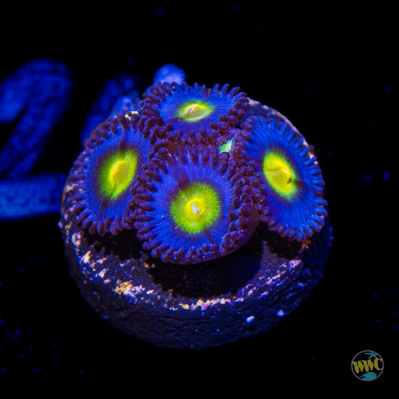 WWC AOI Zoanthids