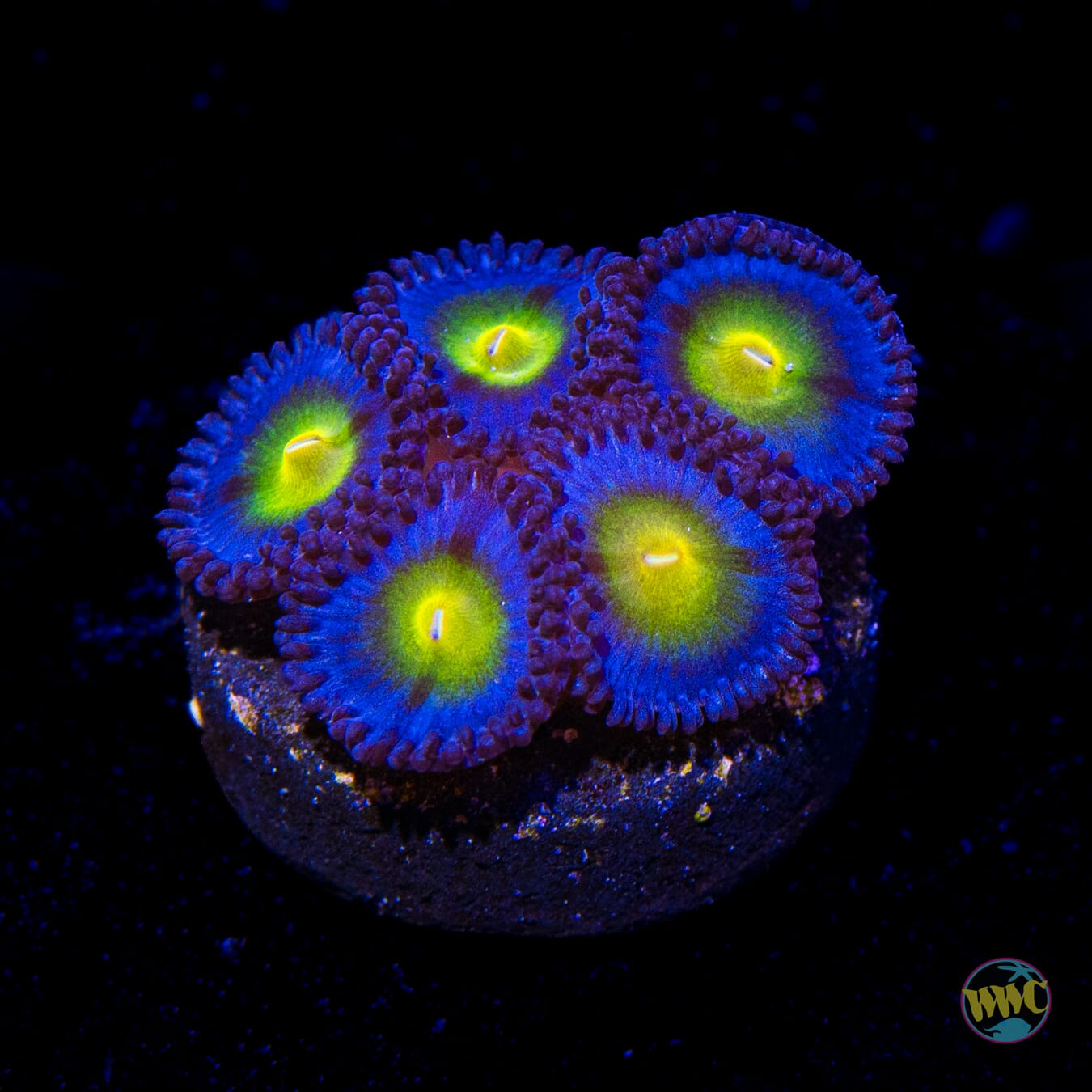 WWC AOI Zoanthids