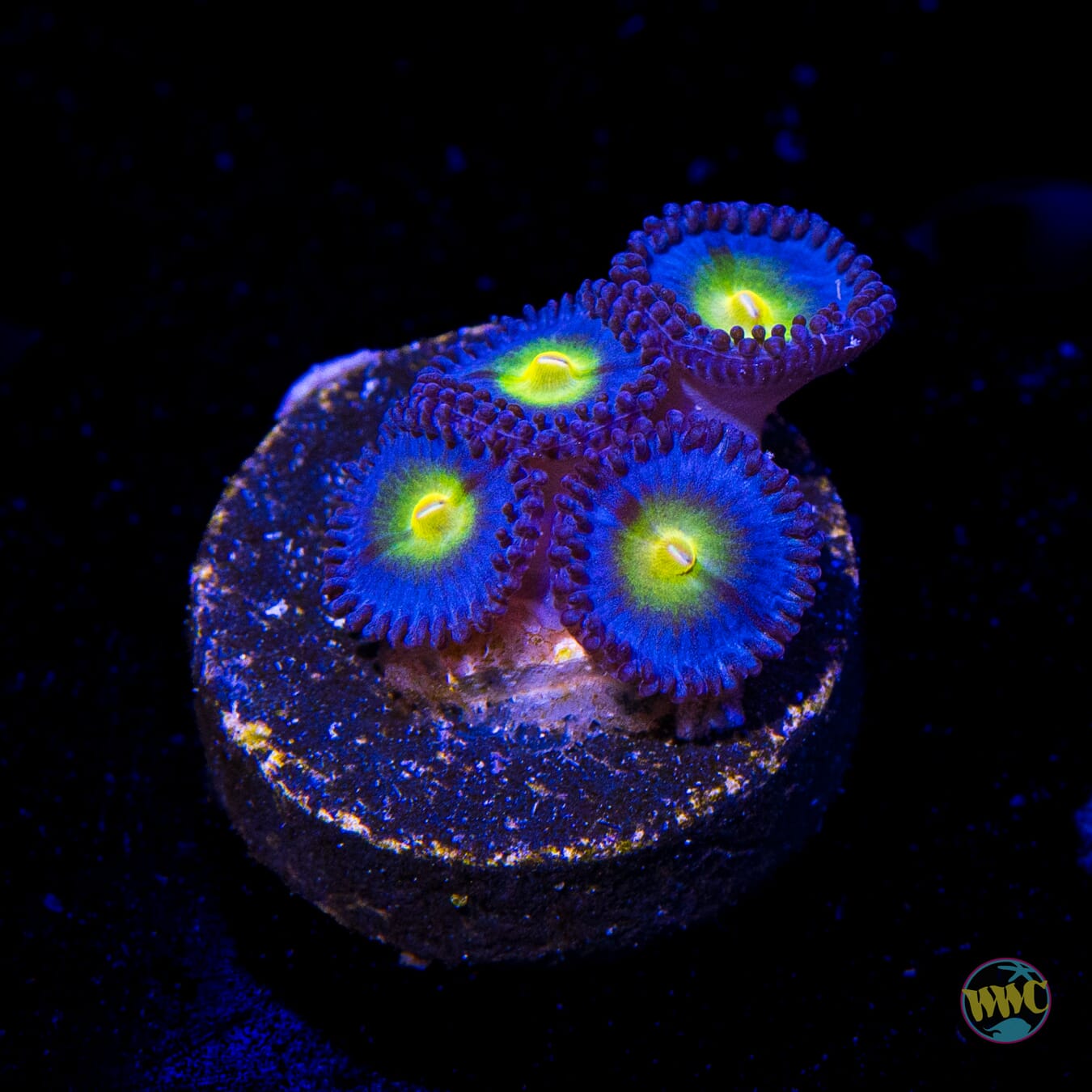 WWC AOI Zoanthids