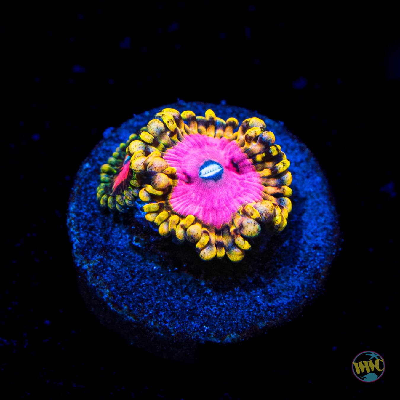 RR Pink Diamond Zoanthids