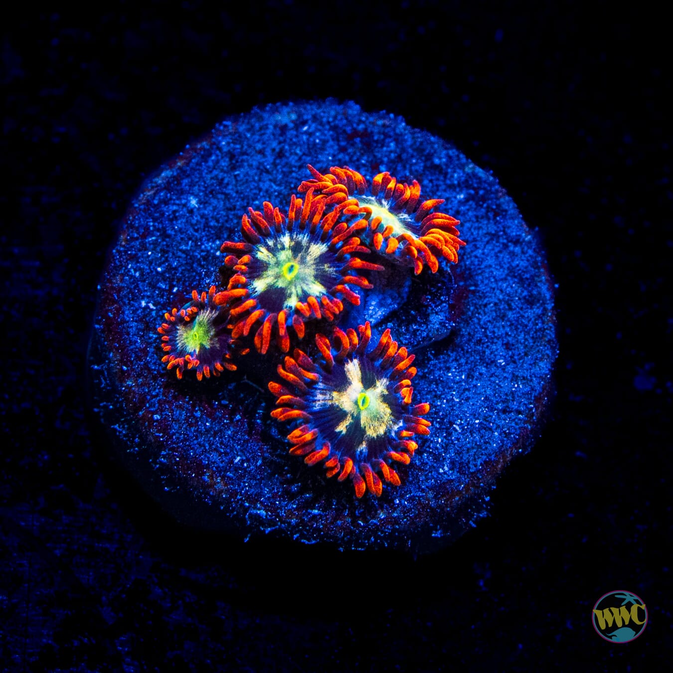 WWC Alpha Omega Zoanthids
