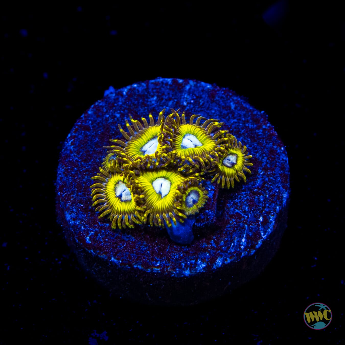 Pikachuz Zoanthids
