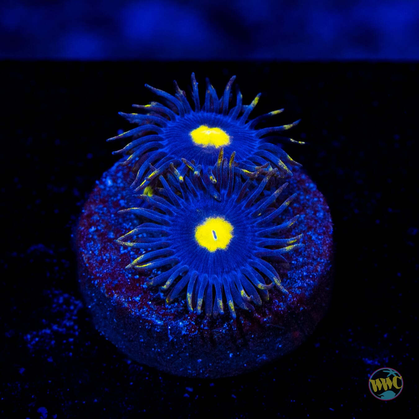 WWC Crazy Kimchi Zoanthids