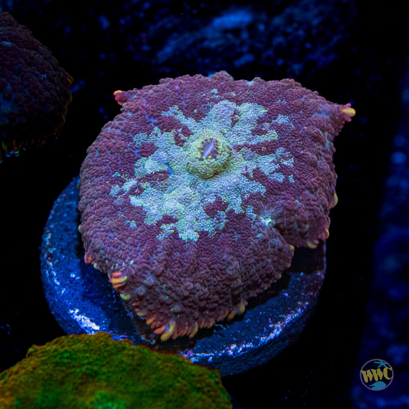 Arctic Circle Rhodactis Mushroom