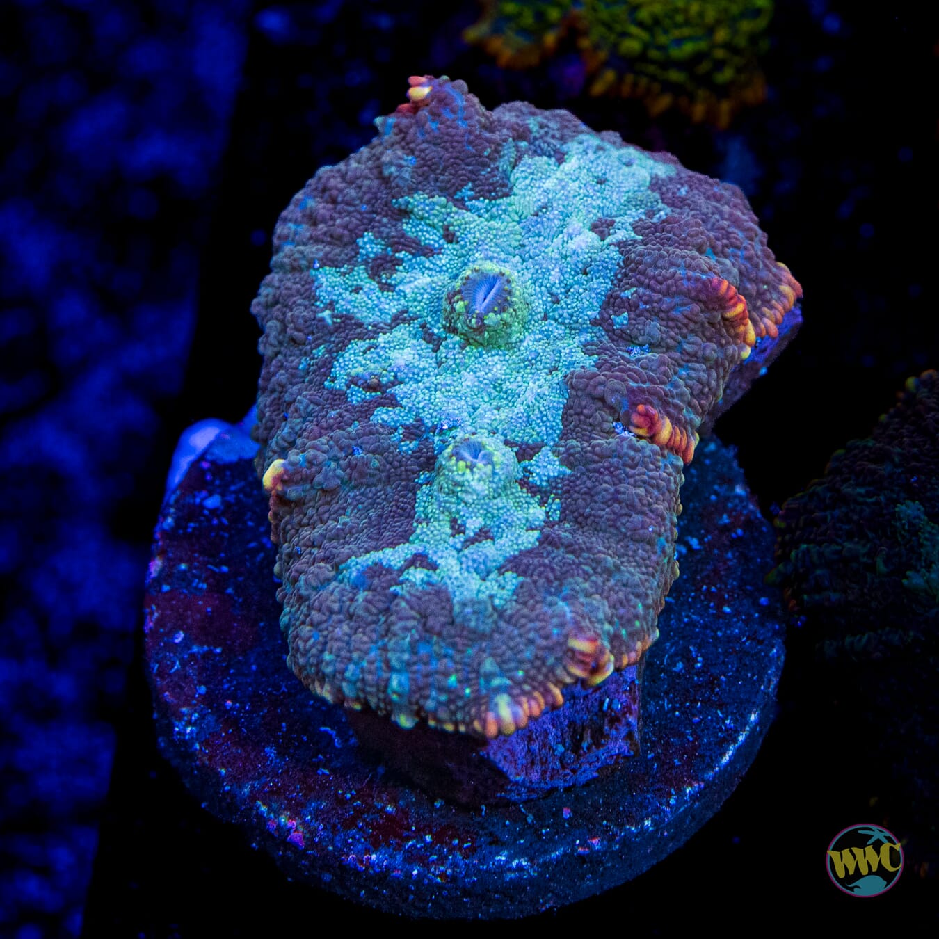 Arctic Circle Rhodactis Mushroom