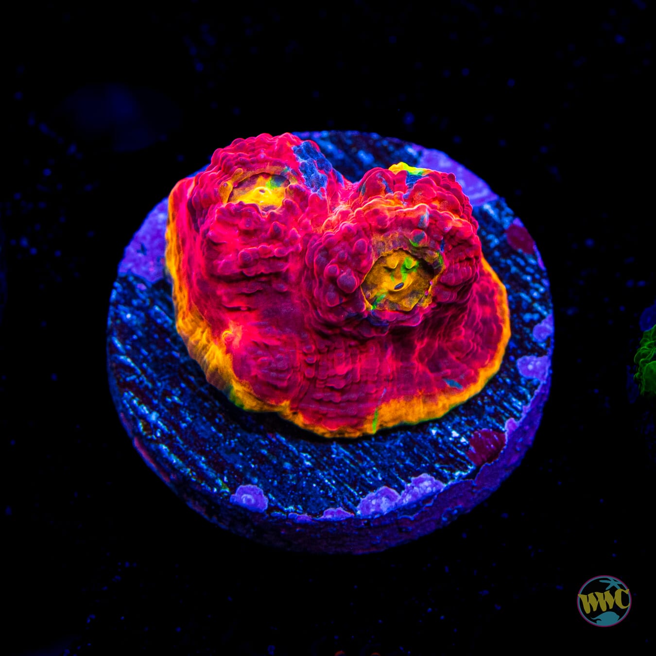 WWC Firepower Rainbow Chalice