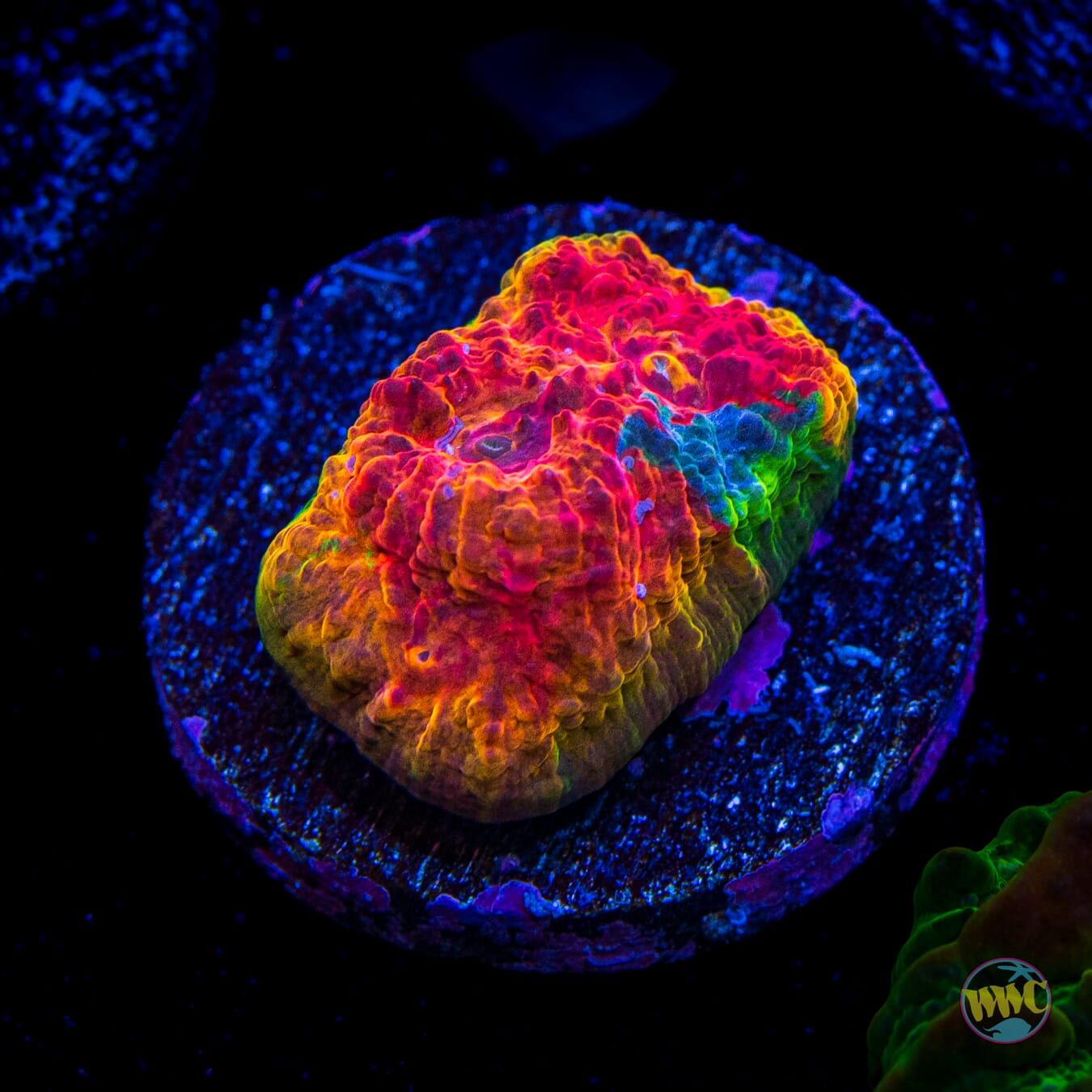 WWC Knockout Rainbow Chalice