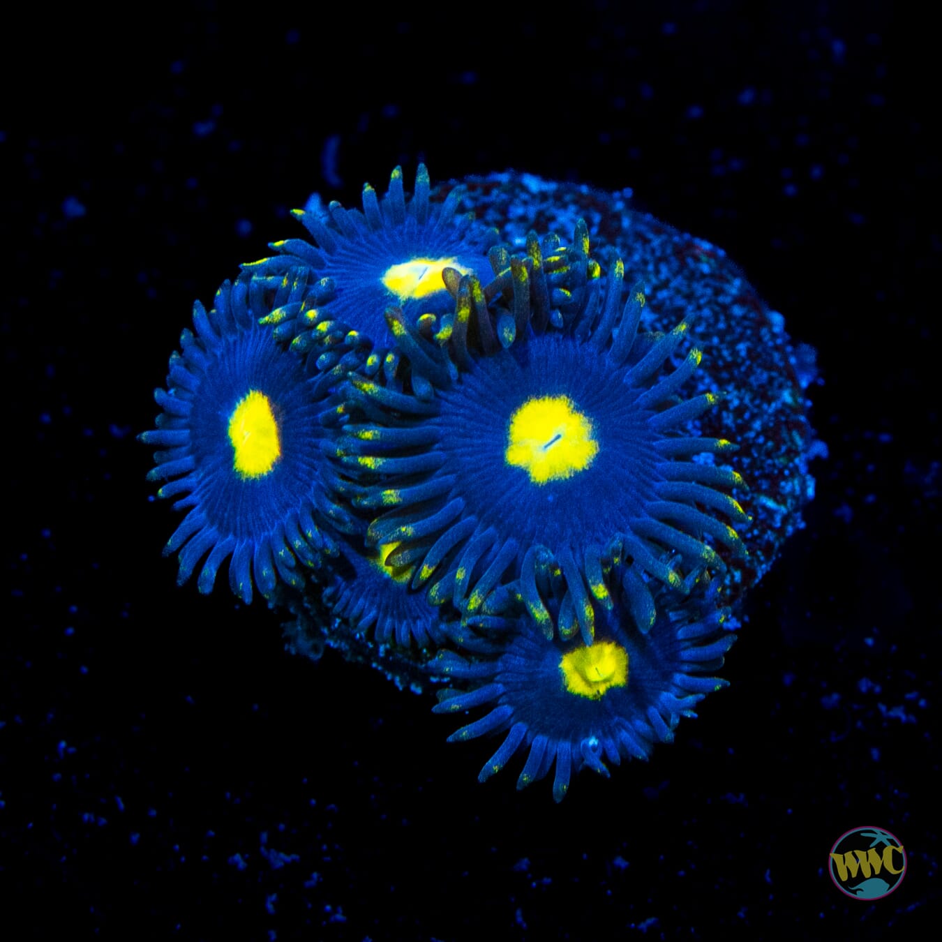 WWC Crazy Kimchi Zoanthids