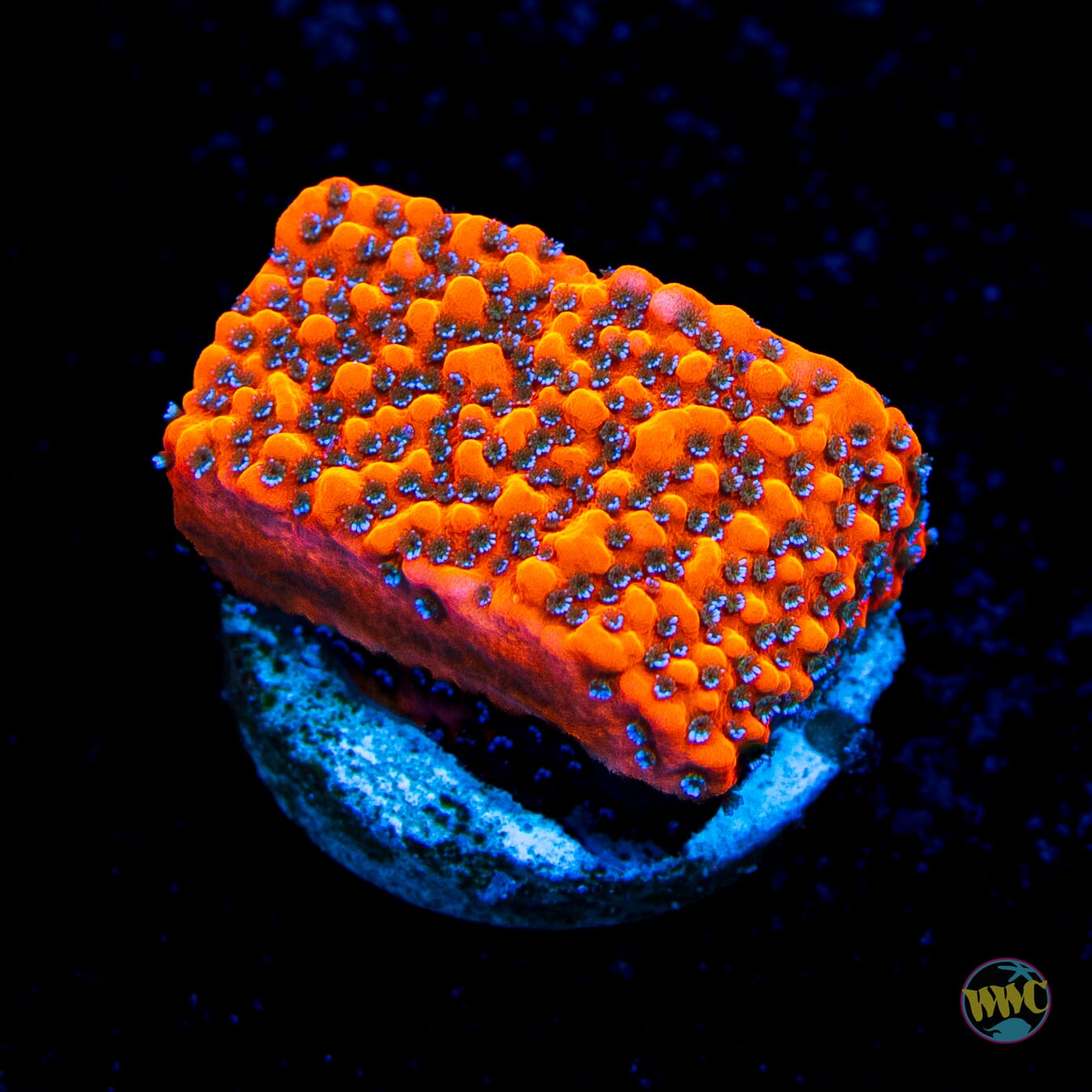 WWC Megachrome Montipora