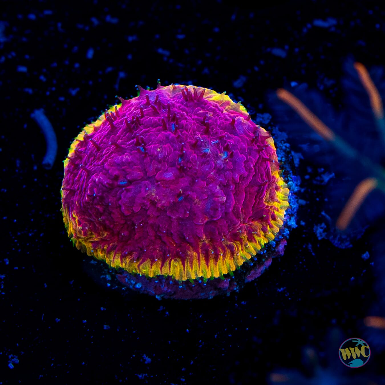 WWC Immolation Lithophyllon