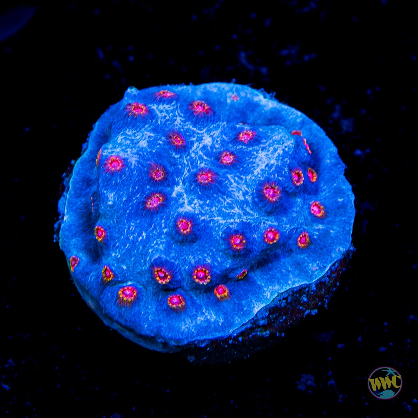 WWC Master Blaster Cyphastrea