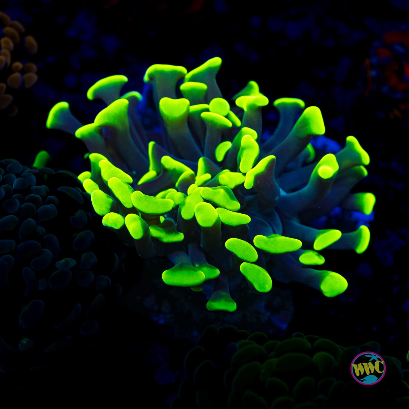Neon Branching Hammer - Actinic Photo
