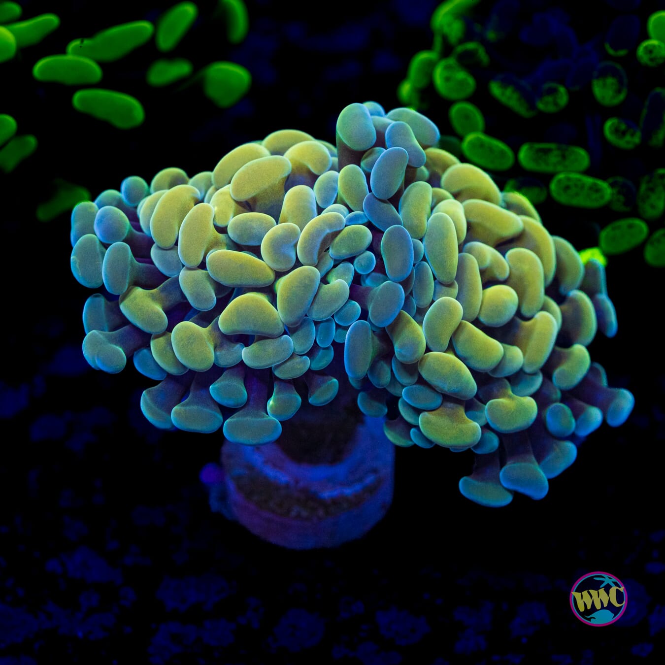 Aquarama Branching Hammer - Actinic Photo