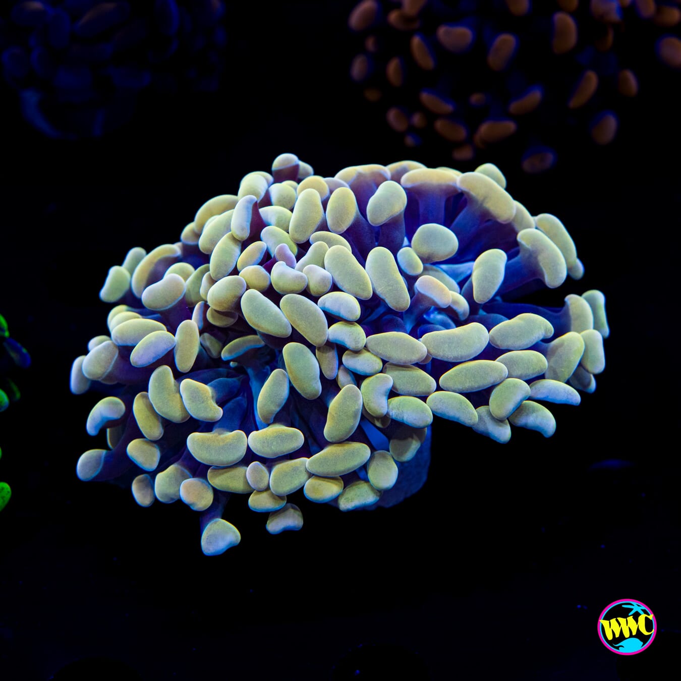 Coppertone Branching Hammer - Actinic Photo