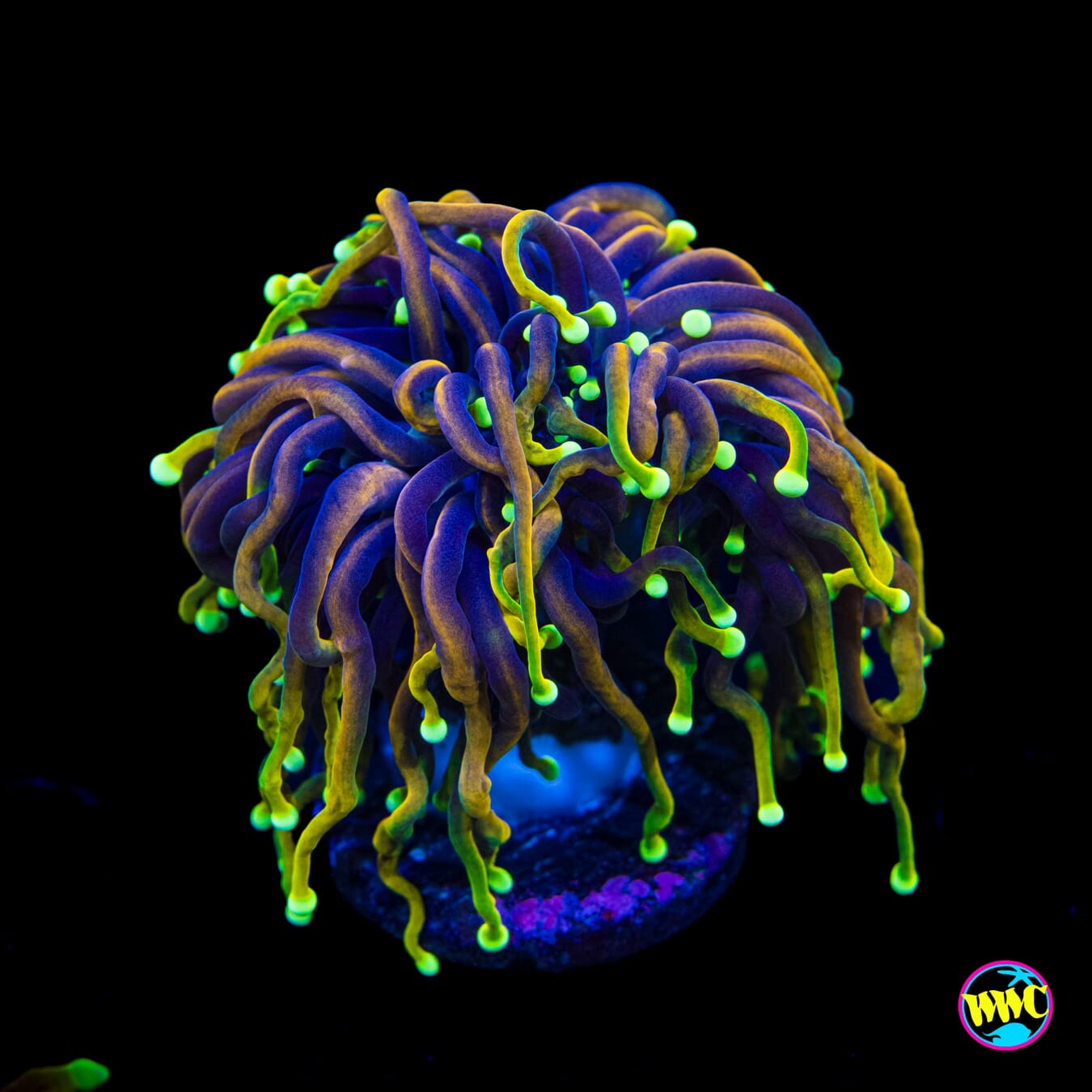 Dragon Soul Torch - Actinic Photo