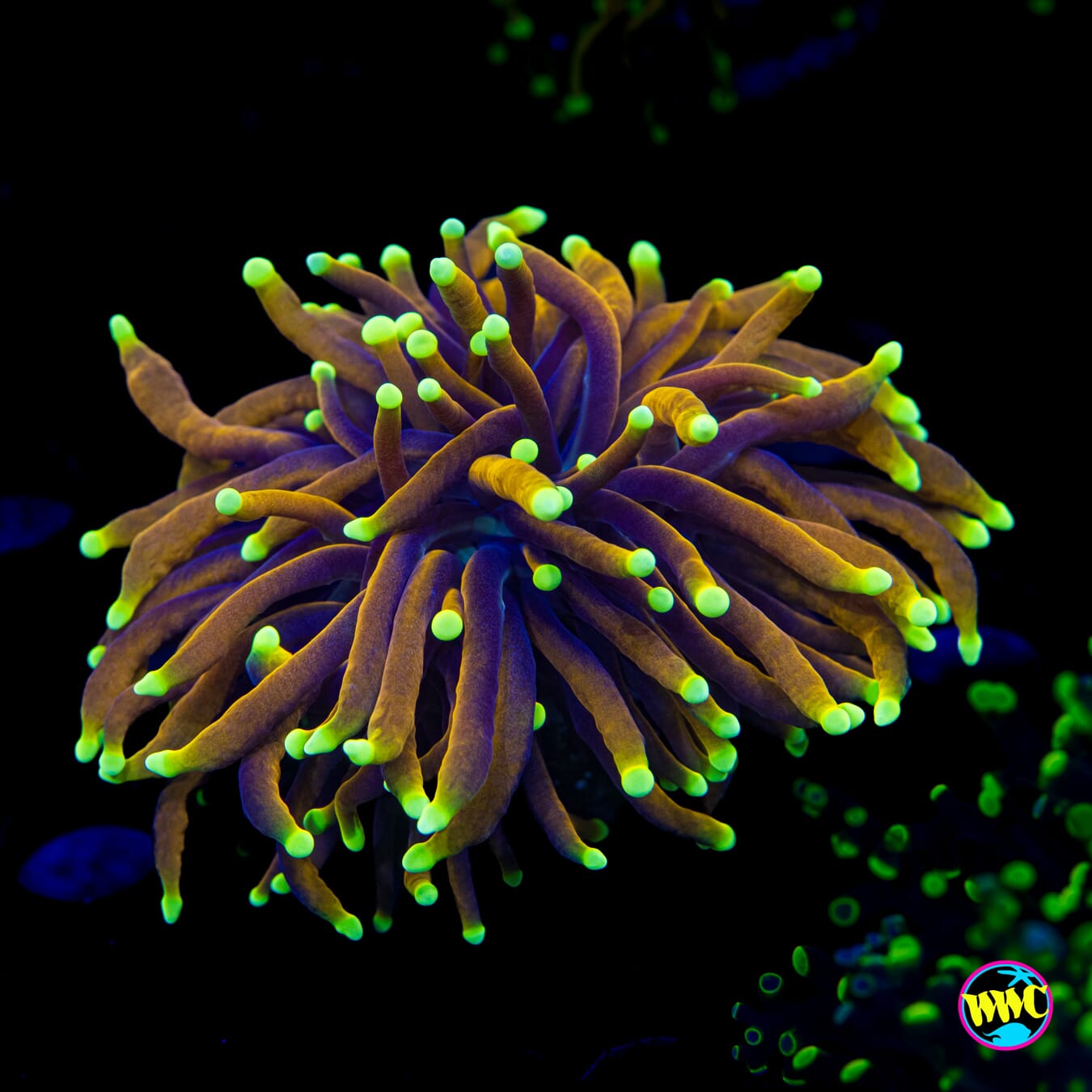 Night Vision Torch - Actinic Photo