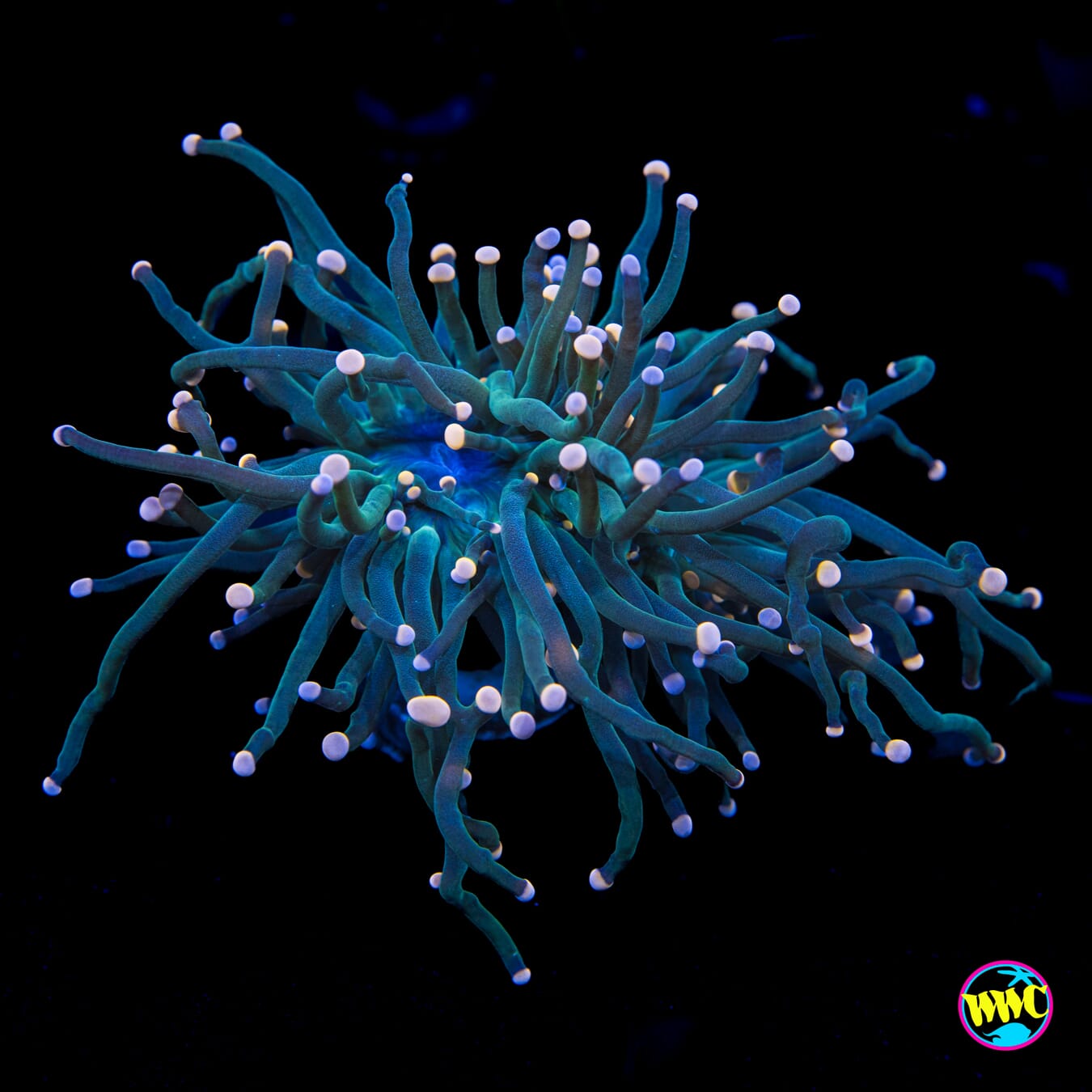 Jade Serpent Torch - Actinic Photo