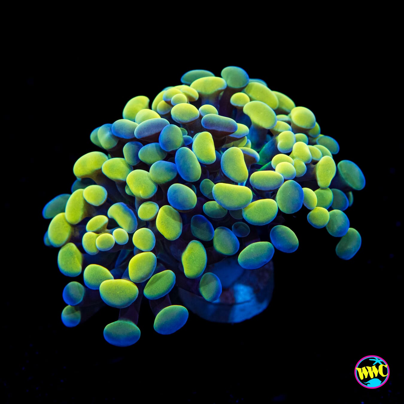 Aquarama Branching Hammer - Actinic Photo