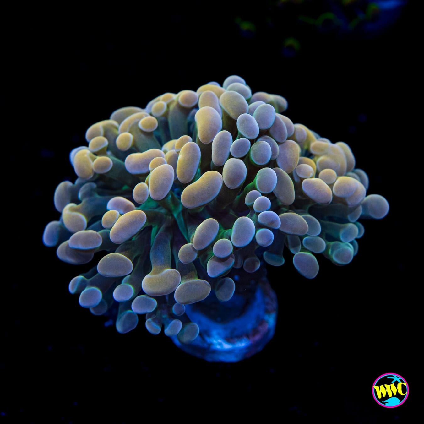 Pastel Branching Hammer - Actinic Photo