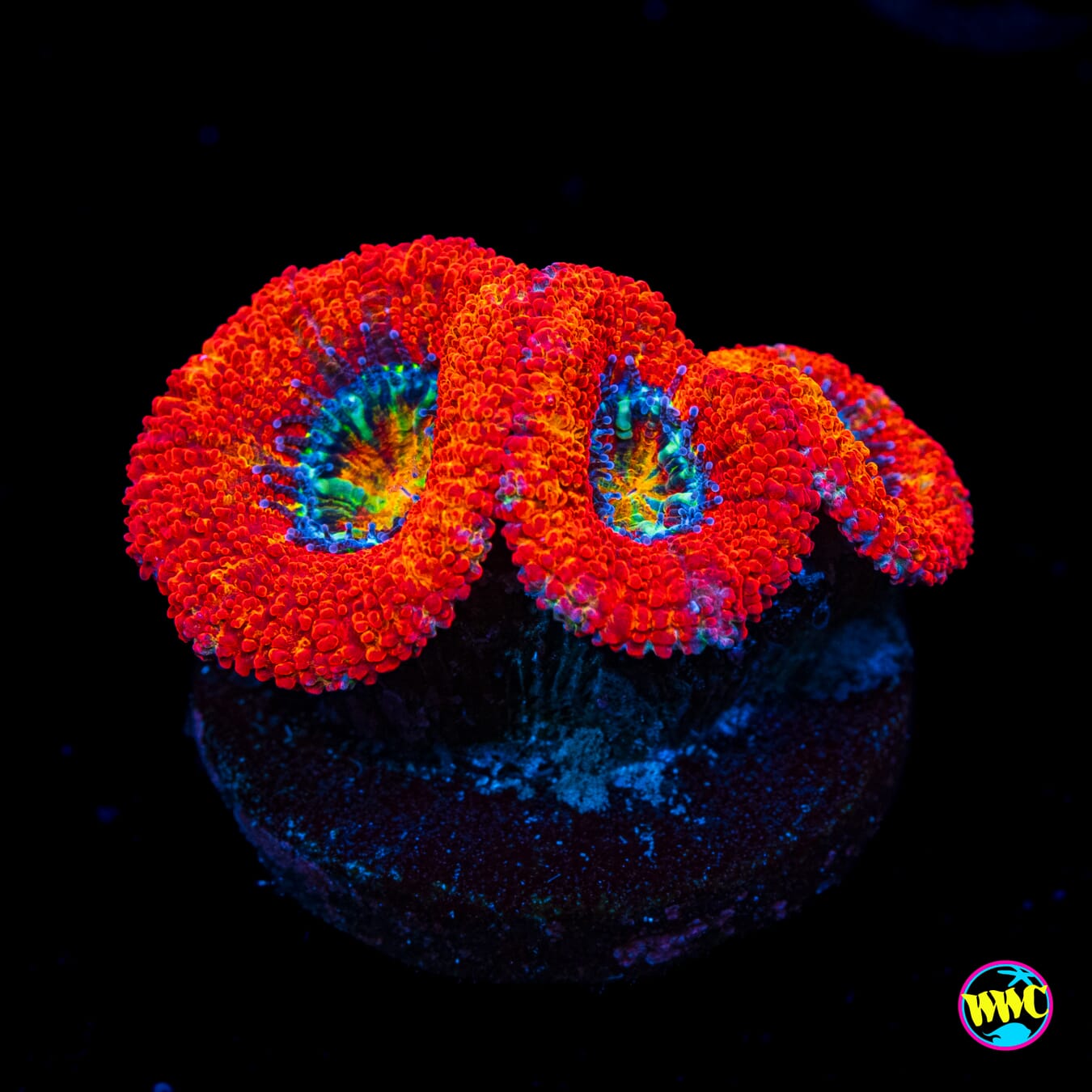 Lava Bomb Aussie Lord - Actinic Photo