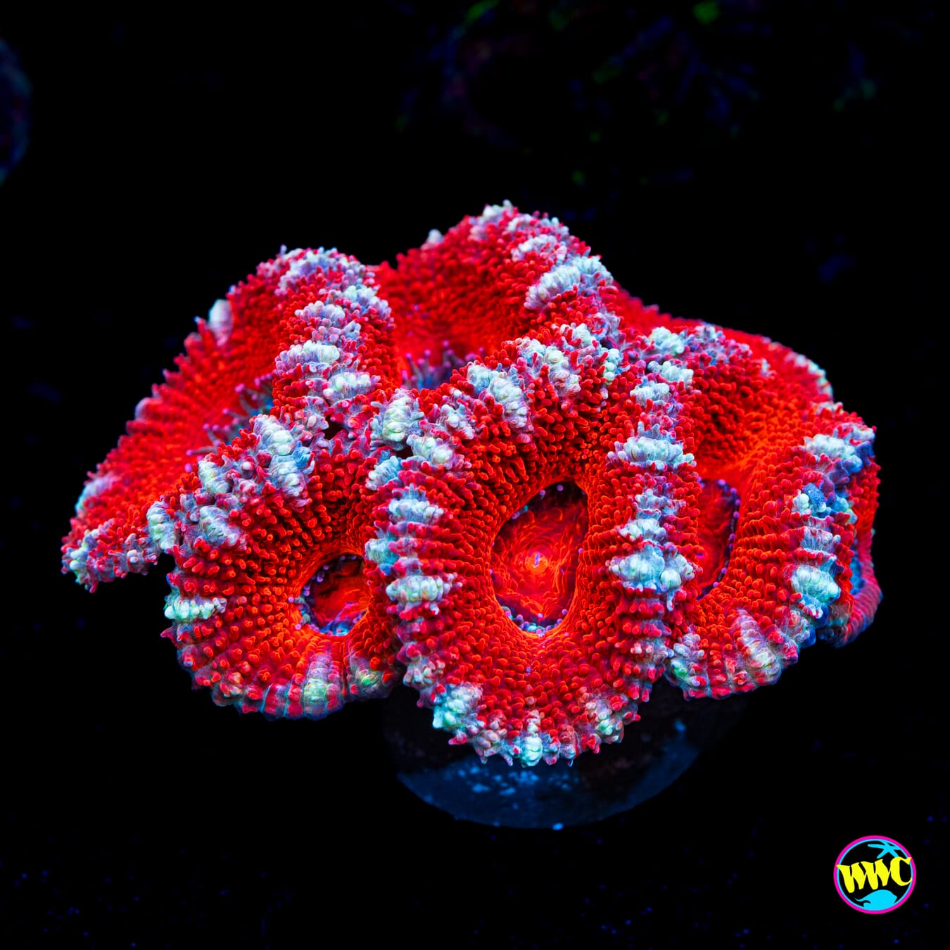 Peppermint Aussie Lord - Actinic Photo
