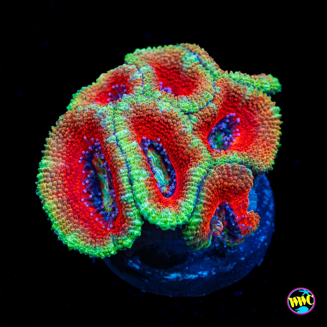 Forever Sunset Aussie Lord - Actinic Photo