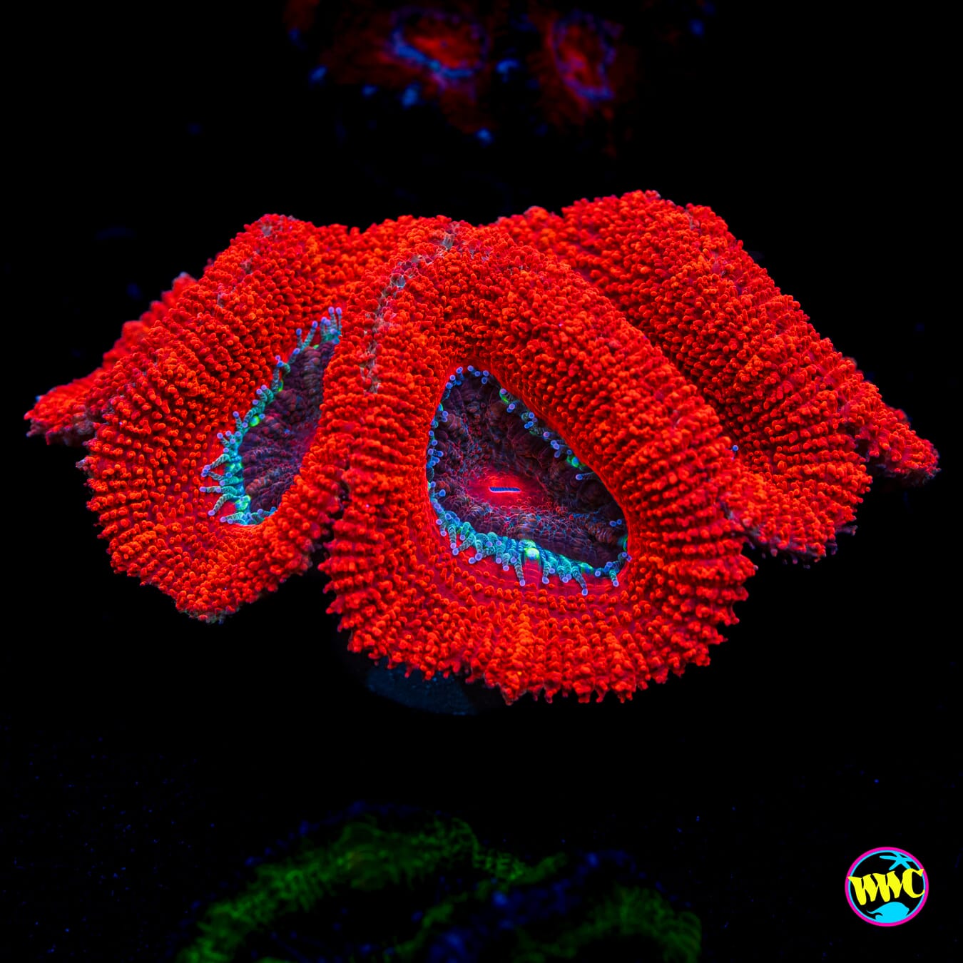 Big Red Aussie Lord - Actinic Photo