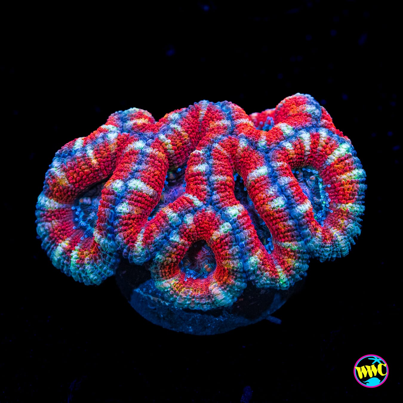 Stars and Stripes Aussie Lord - Actinic Photo