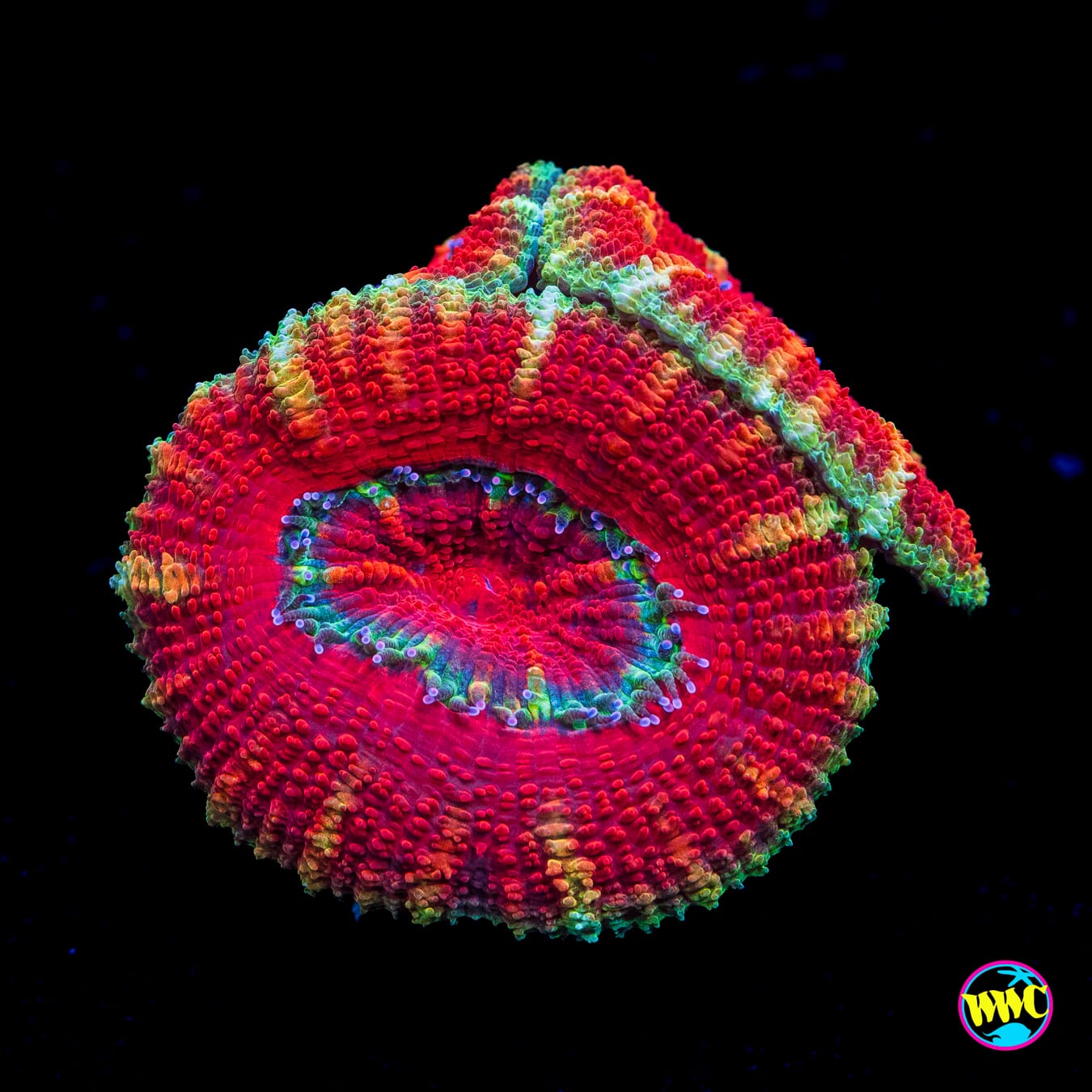 Strawberry Jam Aussie Lord - Actinic Photo