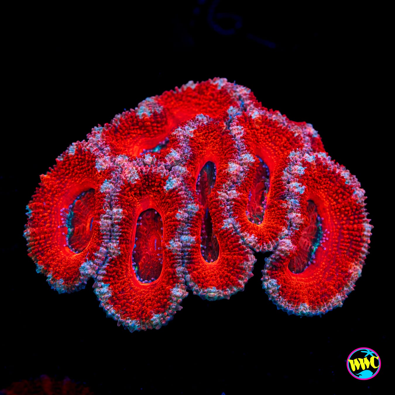 Heartbreaker Aussie Lord - Actinic Photo