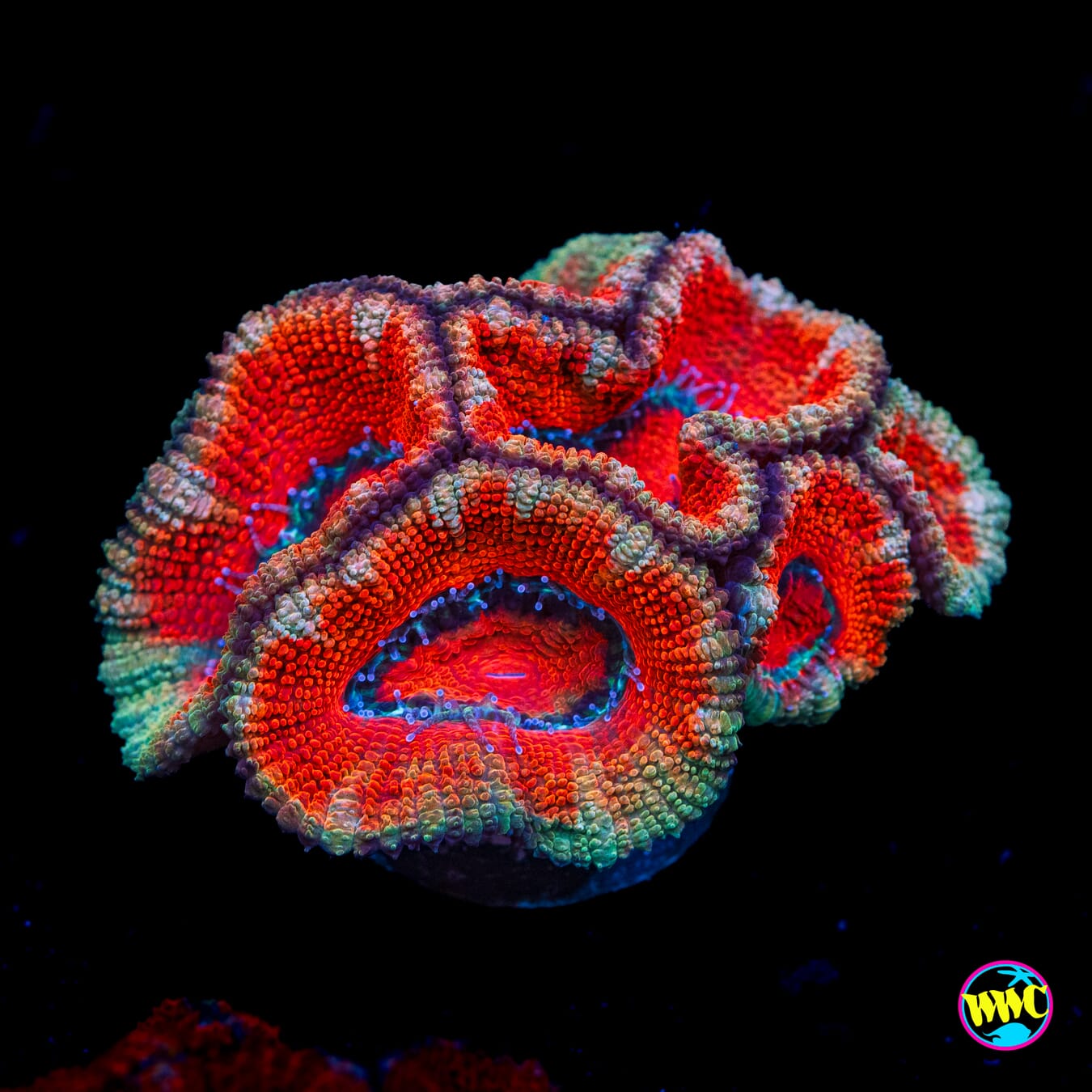 Teal Ring Aussie Lord - Actinic Photo